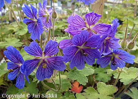 Jalokurjenpolvi - trädgårdsnäva - Geranium 'Philippe Vapelle'